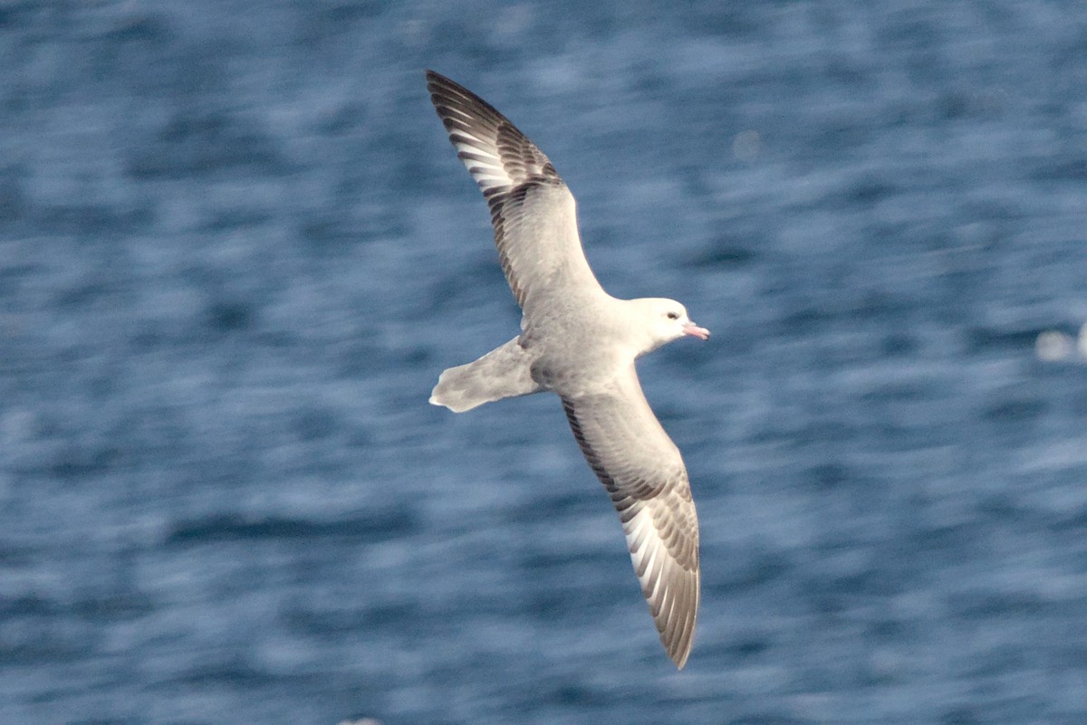 Southern Fulmar - ML645439077