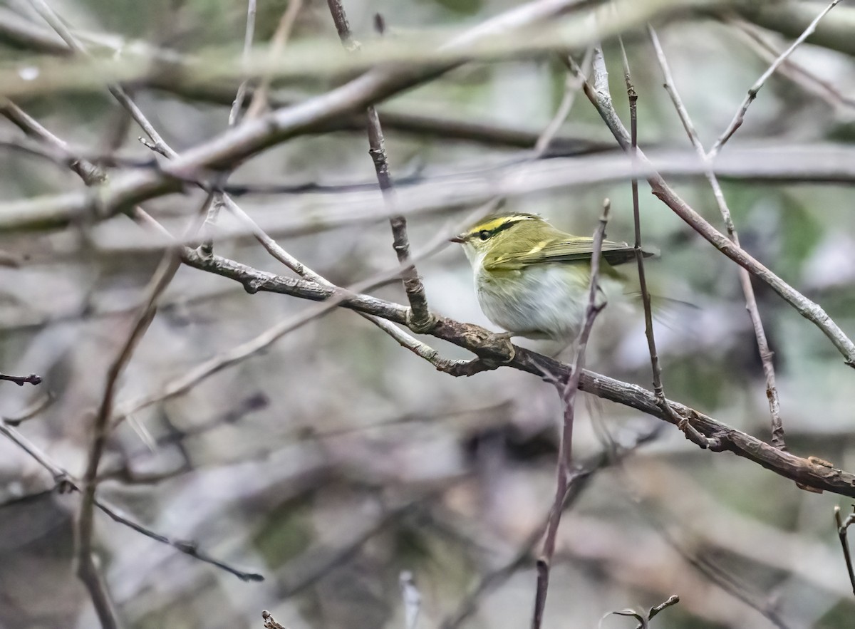 budníček zlatohlavý - ML645439082