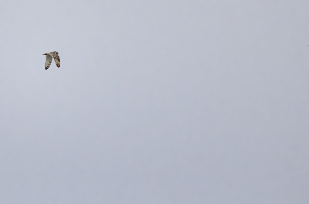 kalous pustovka - ML645439083