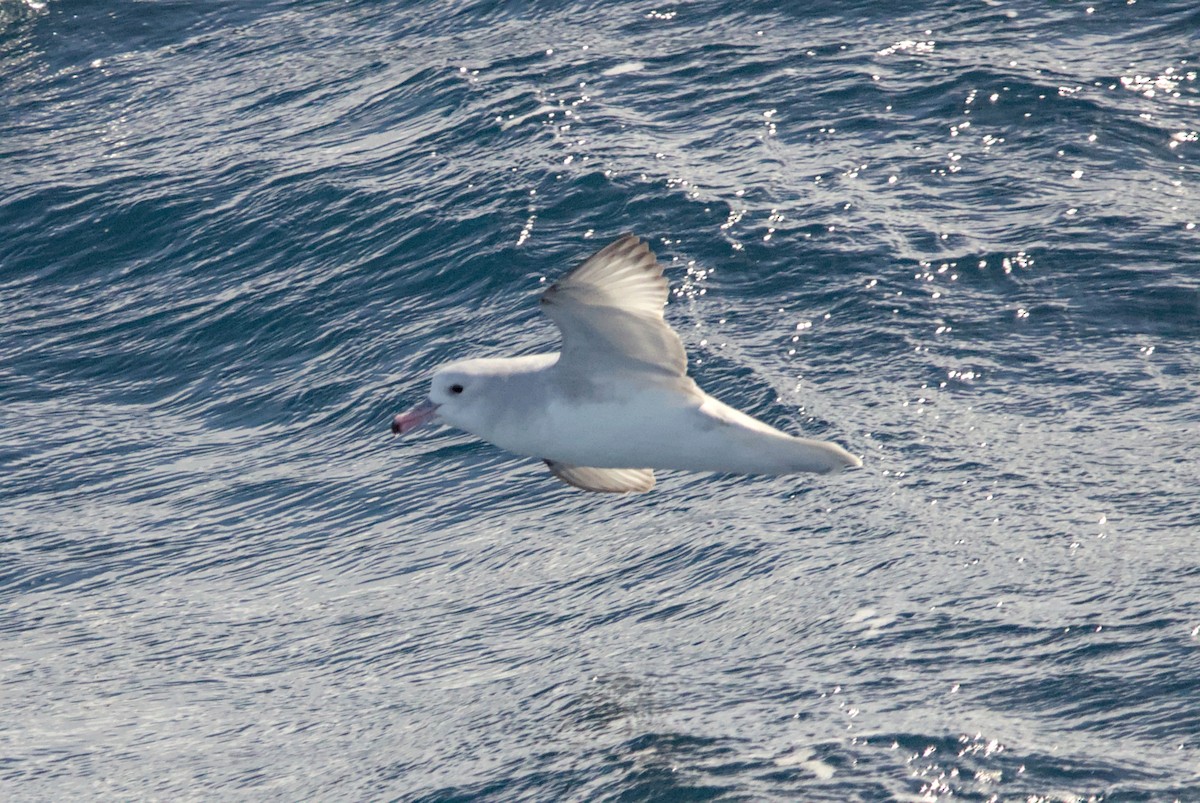 Southern Fulmar - ML645439084