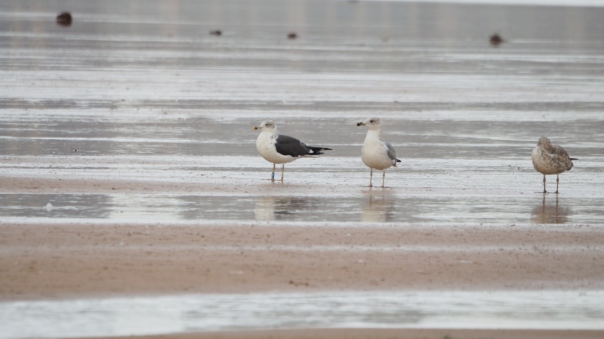 Zafferano - ML645439085