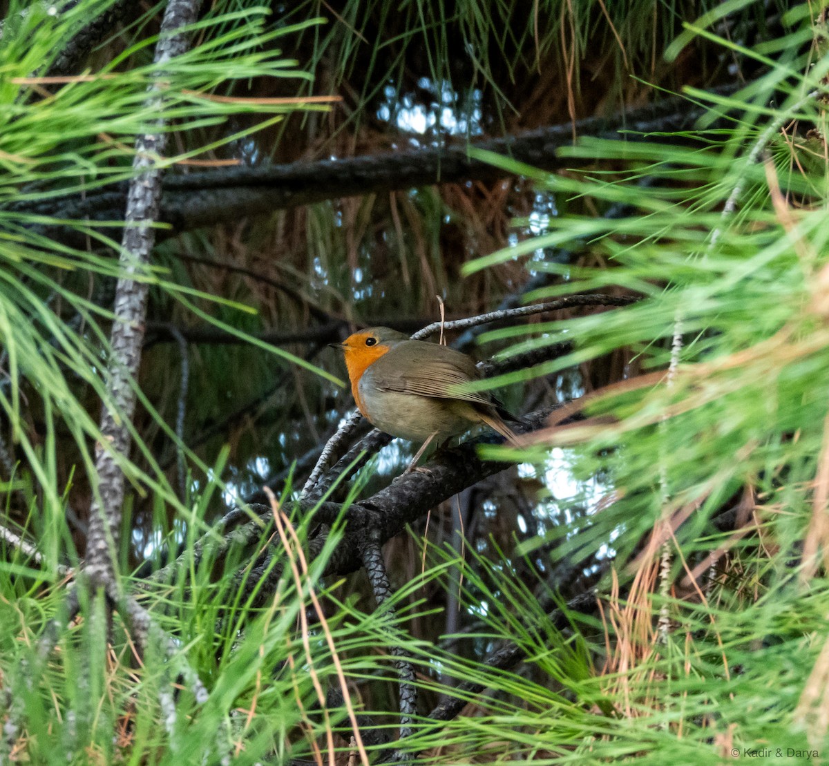 červenka obecná - ML645439086