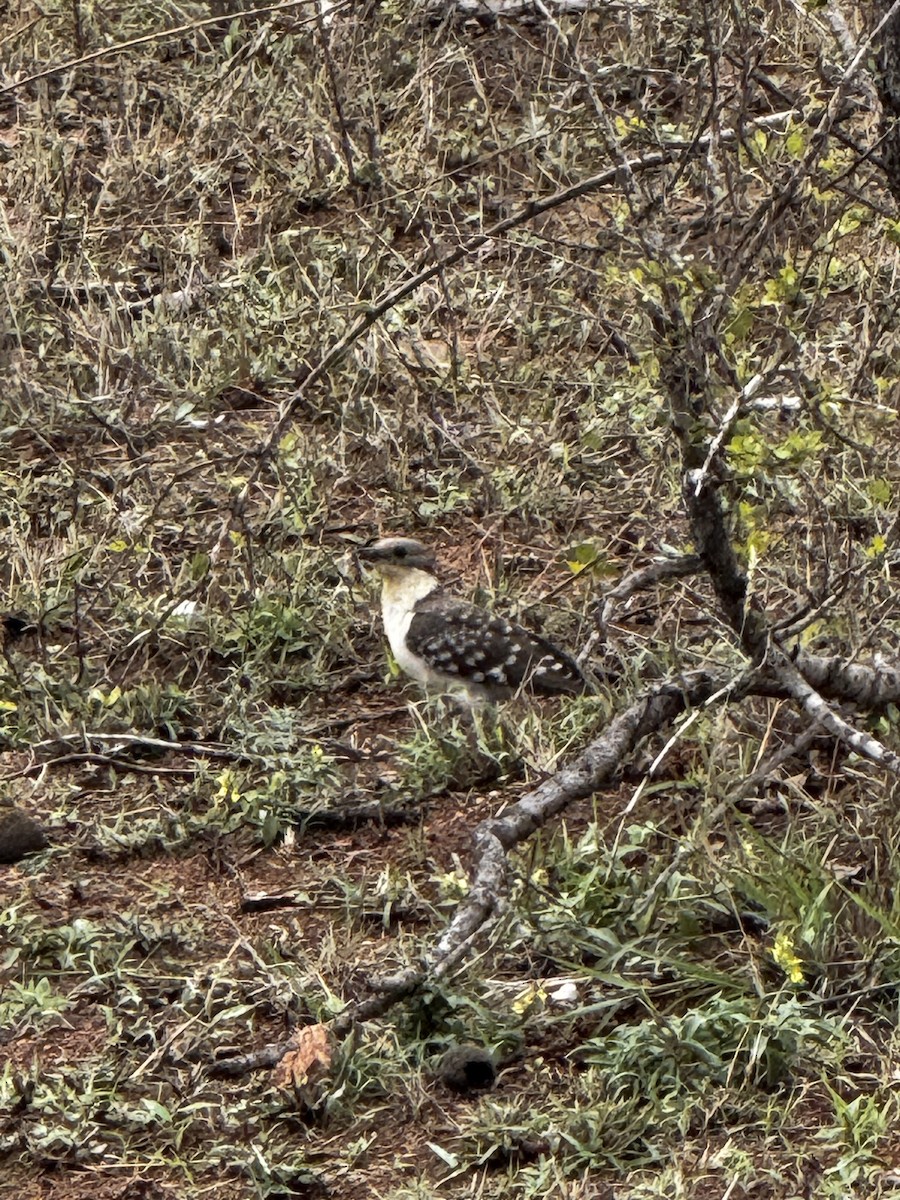 Great Spotted Cuckoo - ML645439087