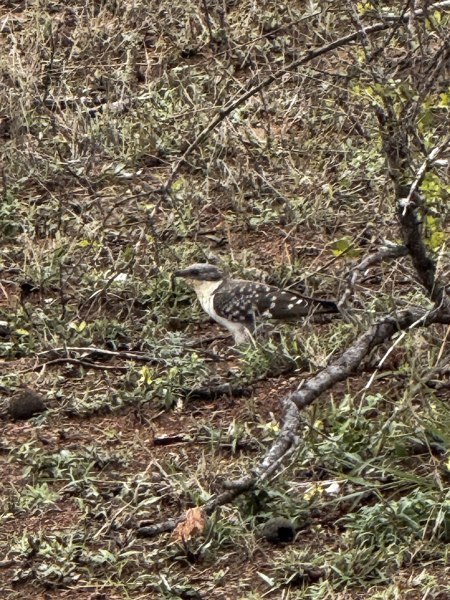 Great Spotted Cuckoo - ML645439088