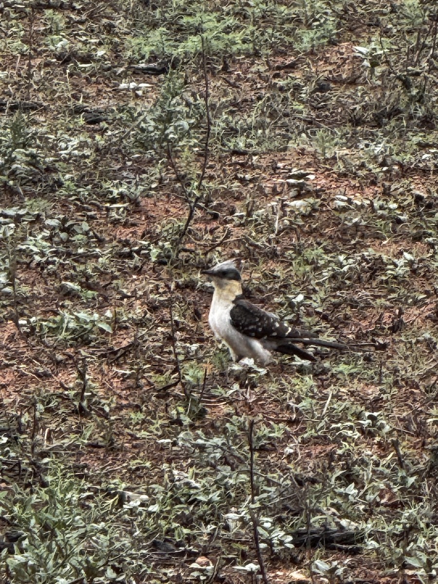 Great Spotted Cuckoo - ML645439089