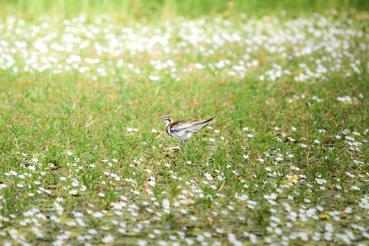 Pheasant-tailed Jacana - ML645439090