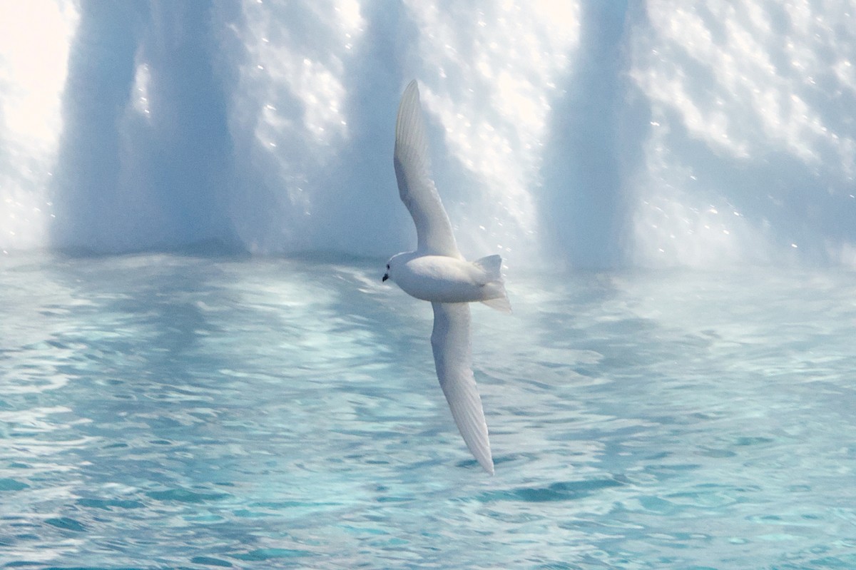 Snow Petrel - ML645439091