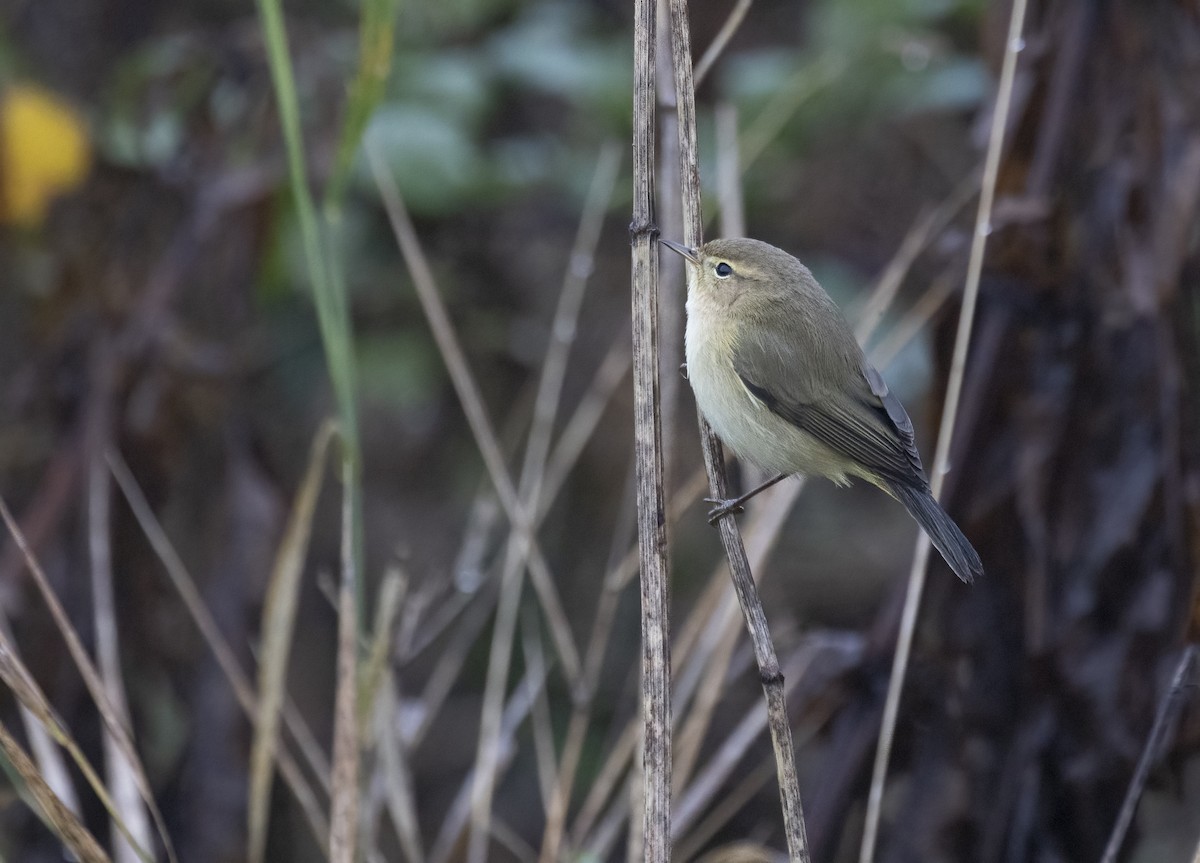 budníček menší (ssp. tristis) - ML645439096