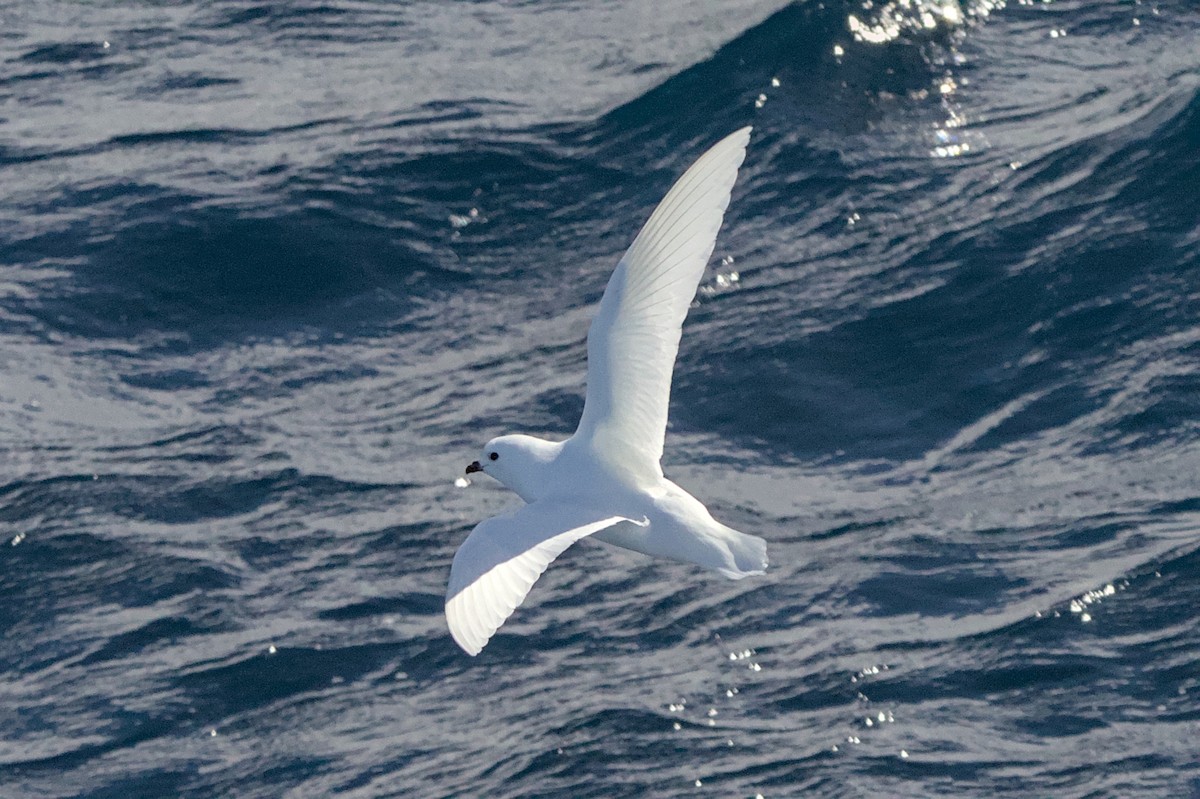 Snow Petrel - ML645439098