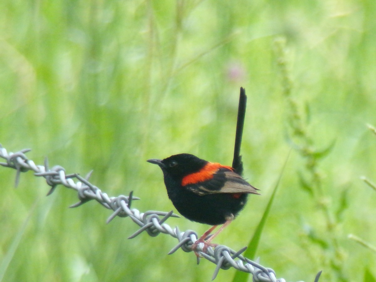 Red-backed Fairywren - ML645439099