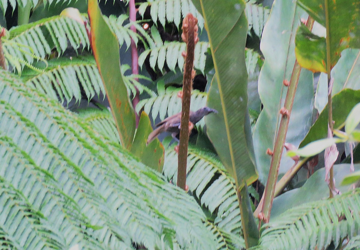White-streaked Friarbird - ML645439103
