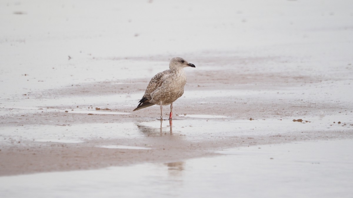 Yellow-legged Gull - ML645439110
