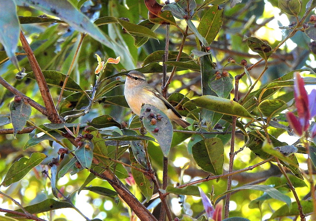 Pouillot de Hume - ML645439113