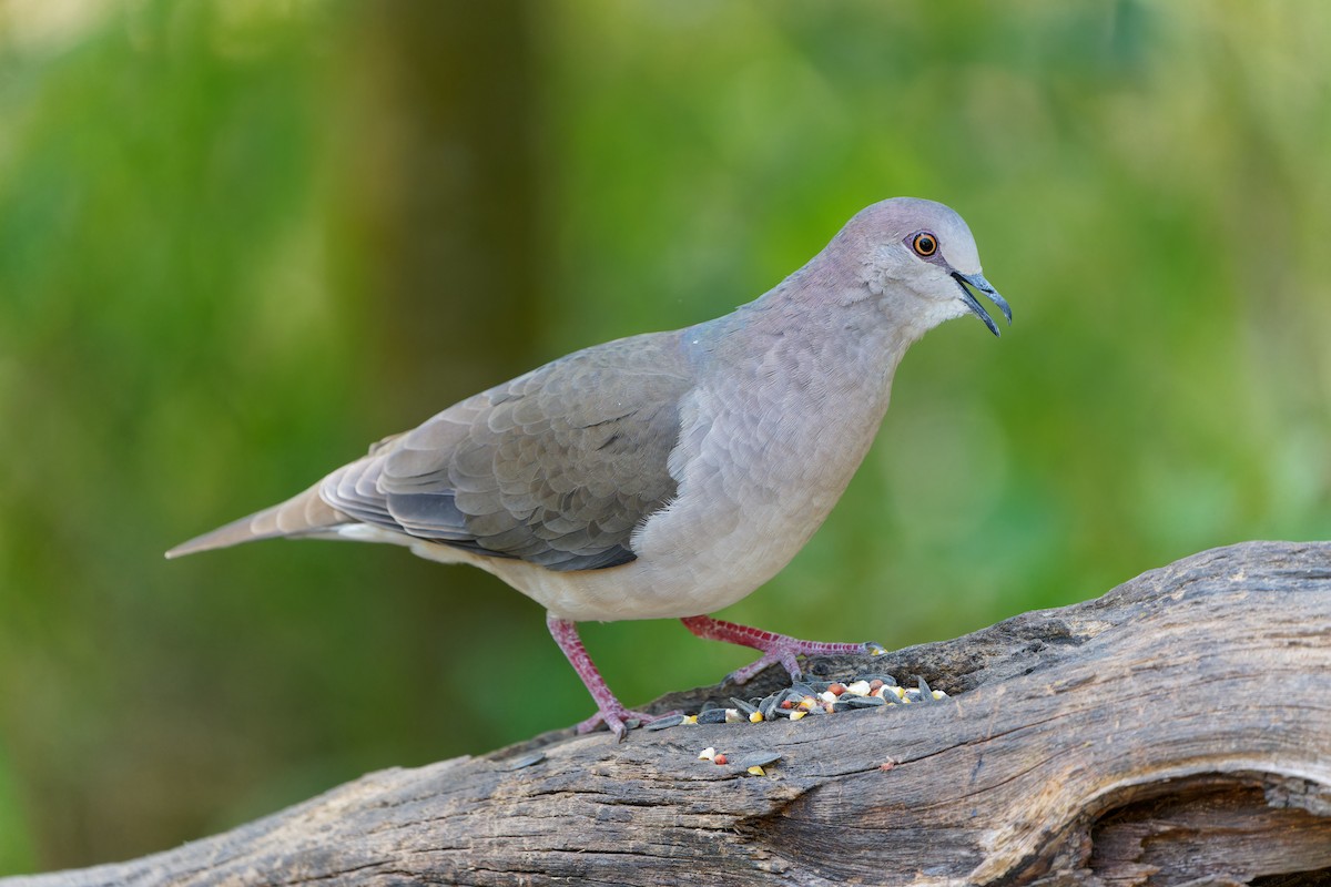 holub bledočelý - ML645439114