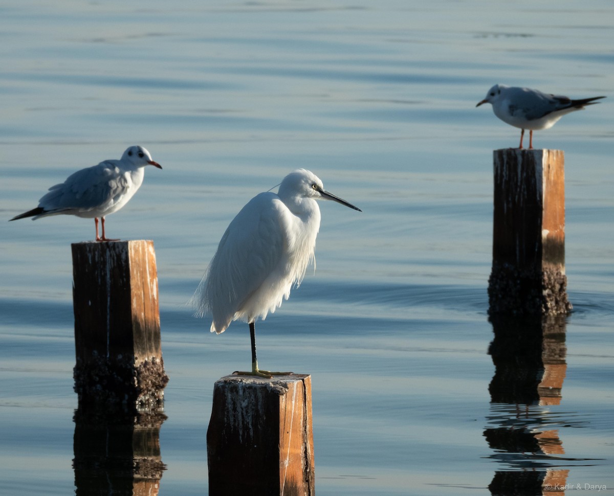 Little Egret - ML645439115