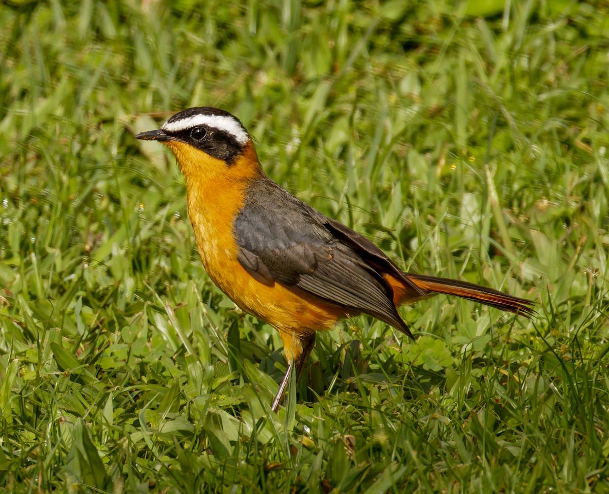 Белобровый рыжехвост - ML645439116