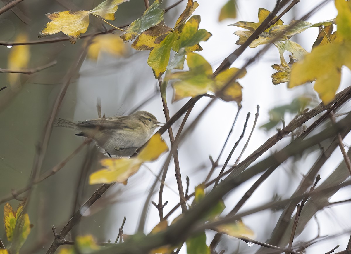 budníček menší (ssp. tristis) - ML645439117