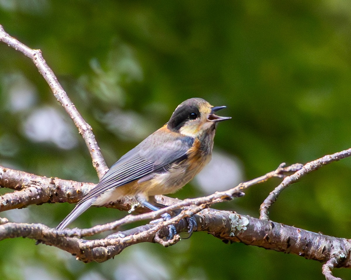 rødmeis - ML645439124