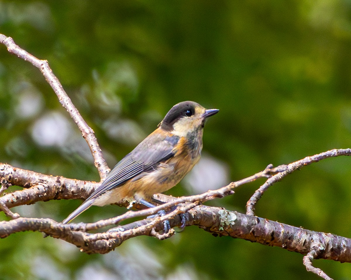 rødmeis - ML645439125