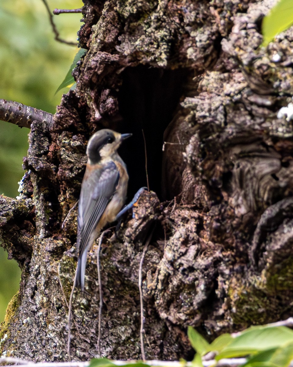 rødmeis - ML645439126