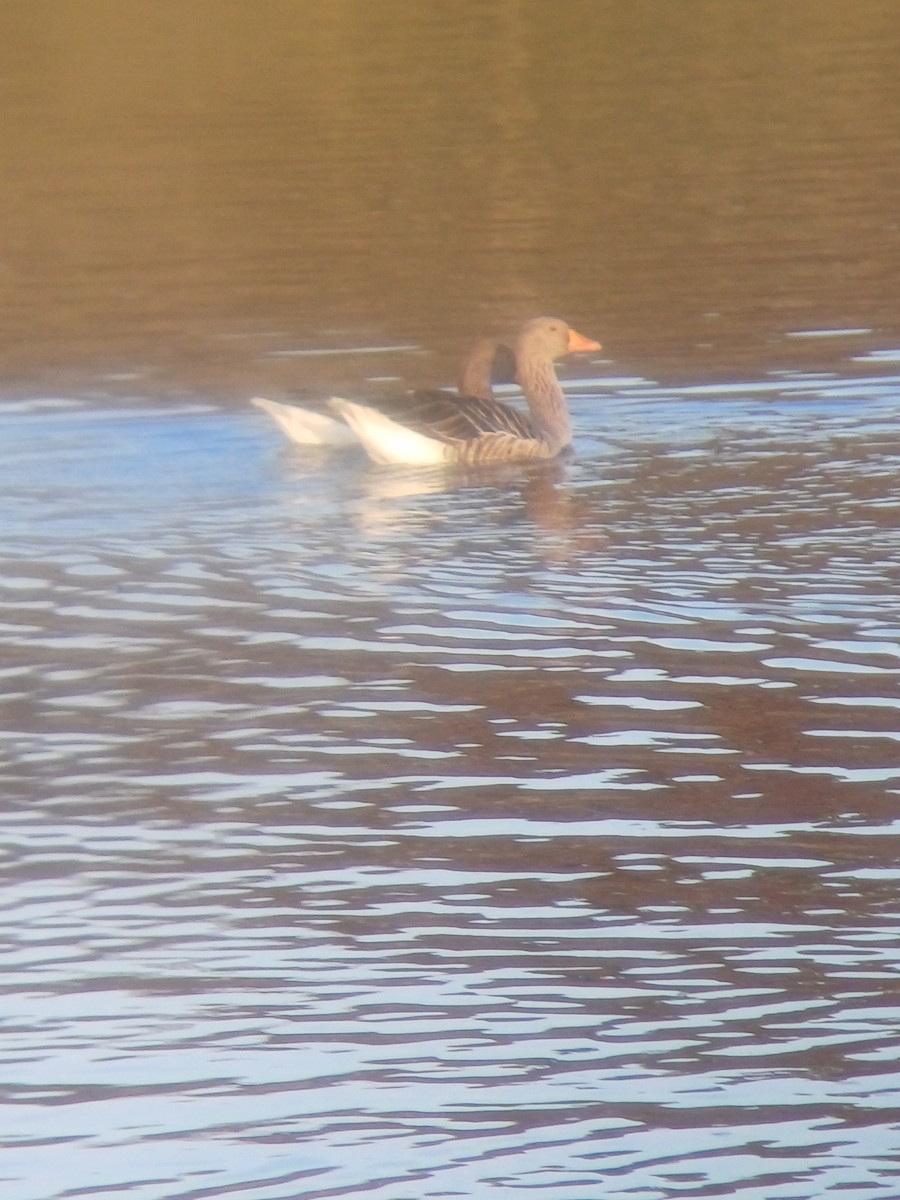 Oca selvatica - ML645439133