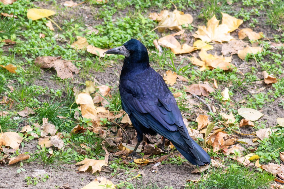 Ekin Kargası - ML645439148