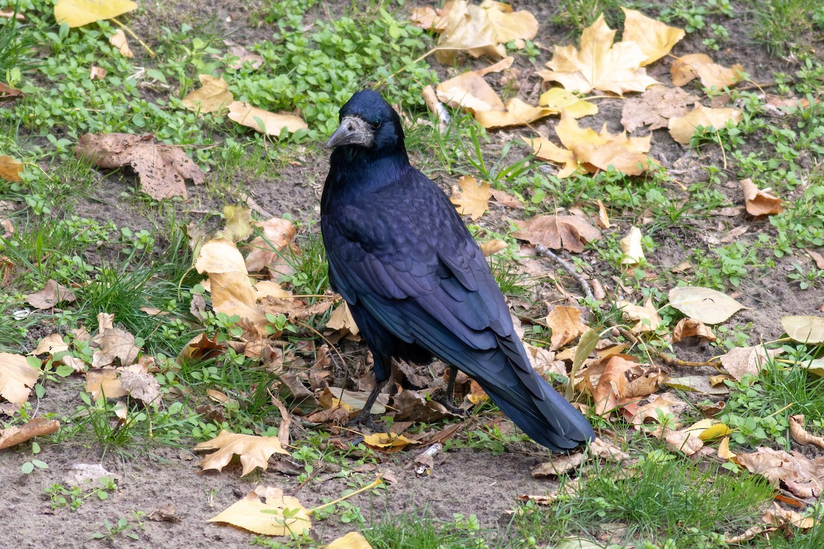 Ekin Kargası - ML645439151