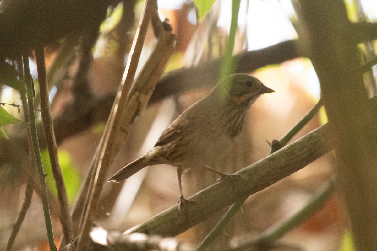Lincoln's Sparrow - ML645439153