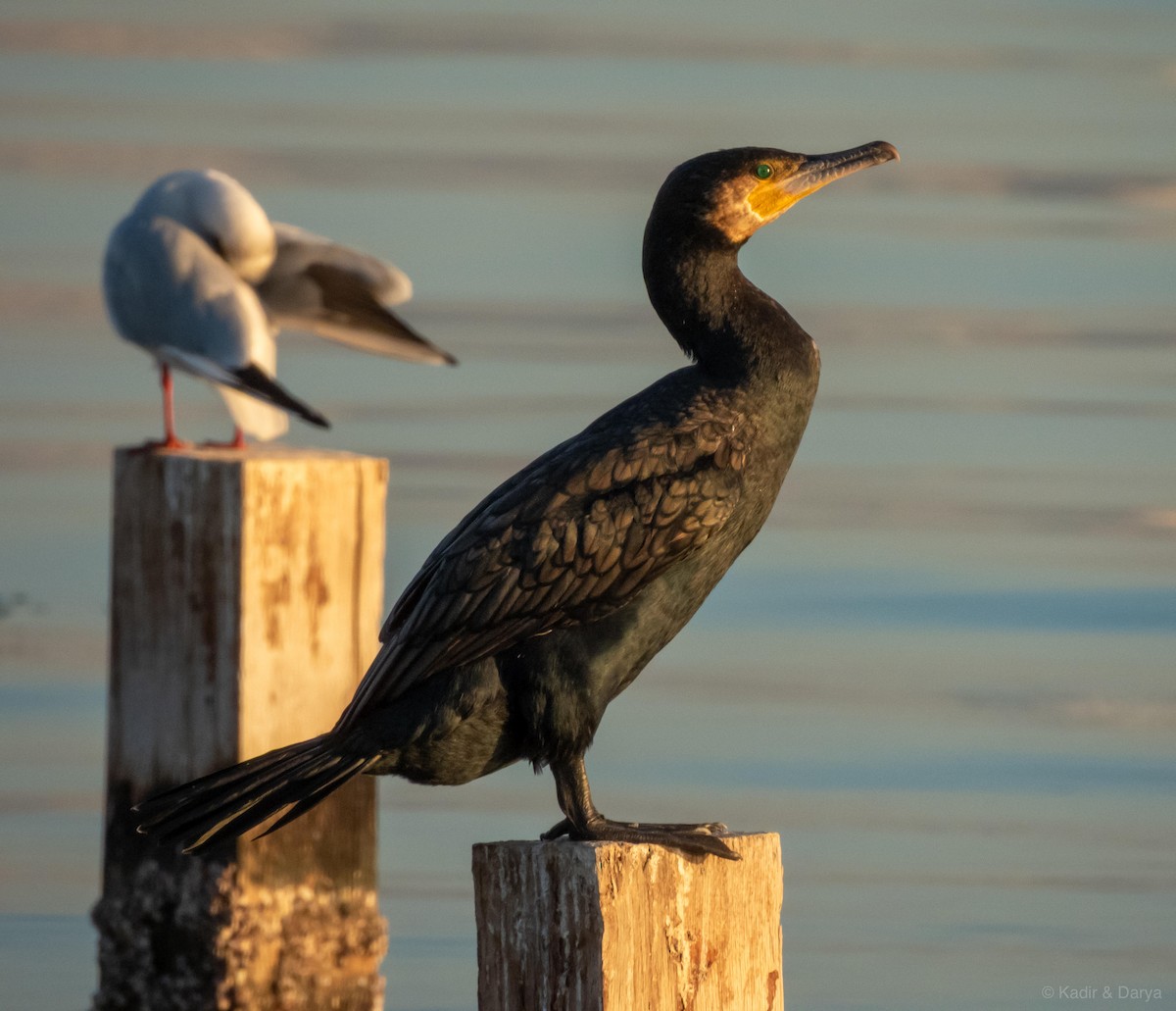 Kormoran - ML645439167