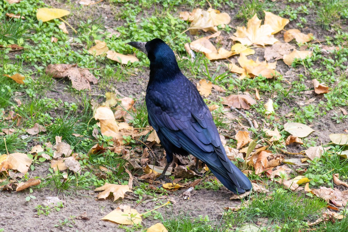 Ekin Kargası - ML645439168