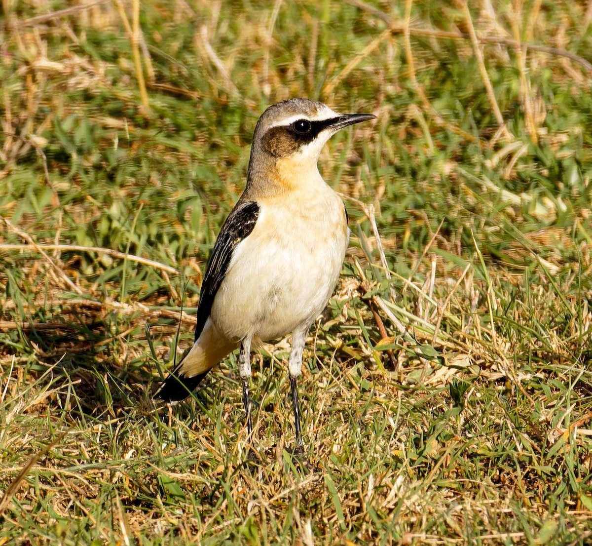 Обыкновенная каменка - ML645439170