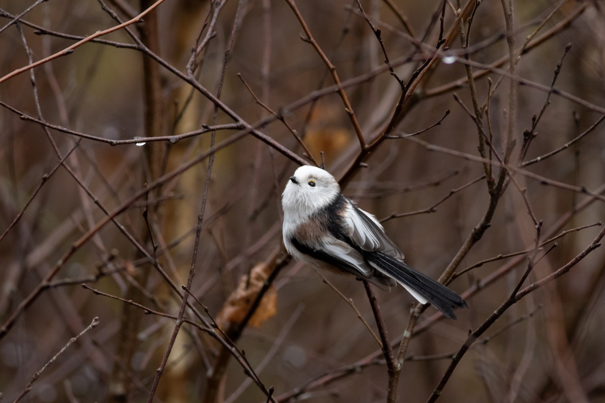 Сүүлт хөх бух - ML645439175