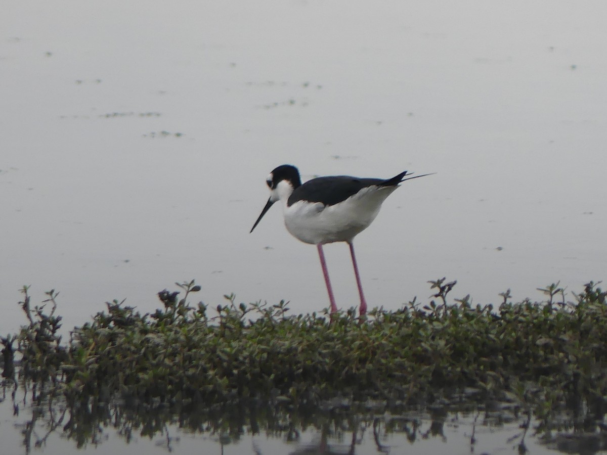 Black-necked Stilt - ML645439176