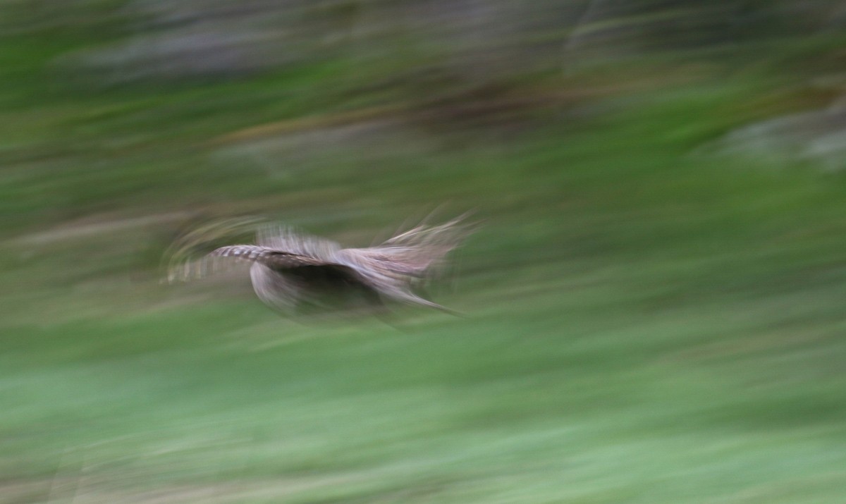 Eurasian Woodcock - ML645439178