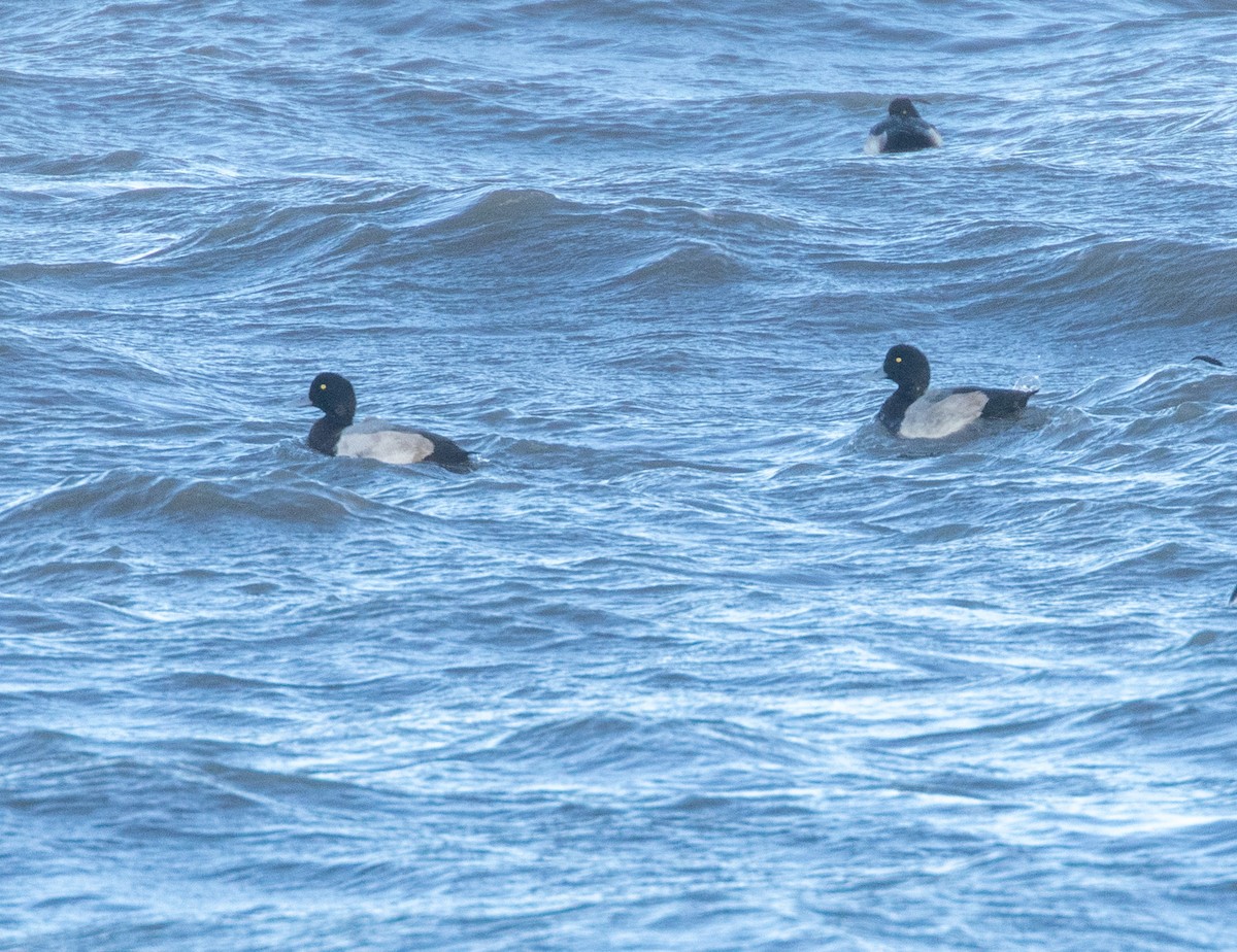 Морская чернеть - ML645439179