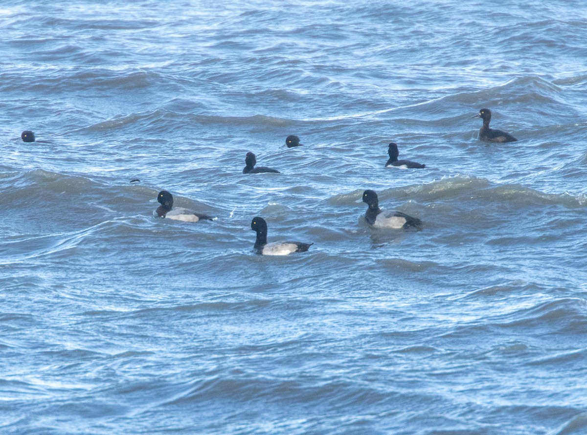 Морская чернеть - ML645439182