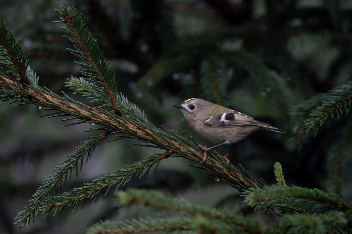 Шар мэлзэн задуулай - ML645439186