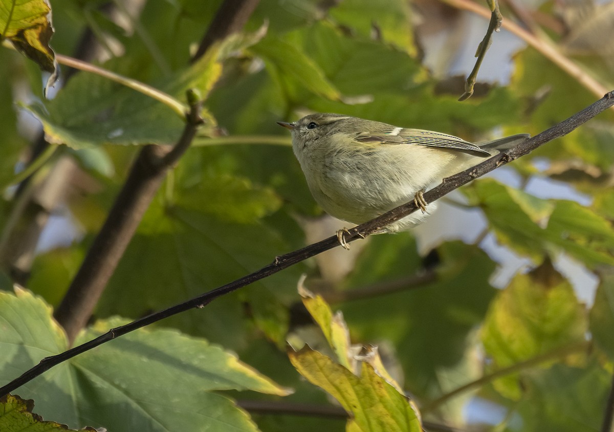 budníček altajský - ML645439195