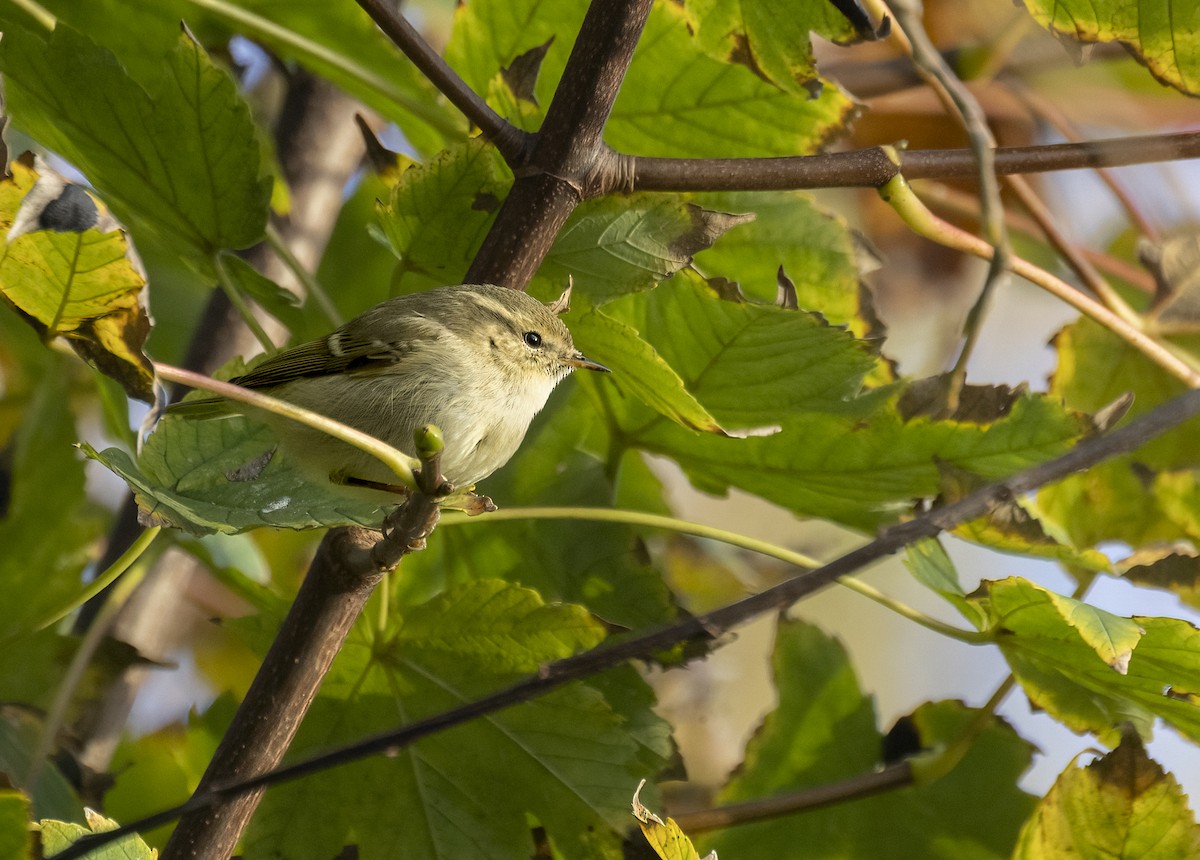 budníček altajský - ML645439197