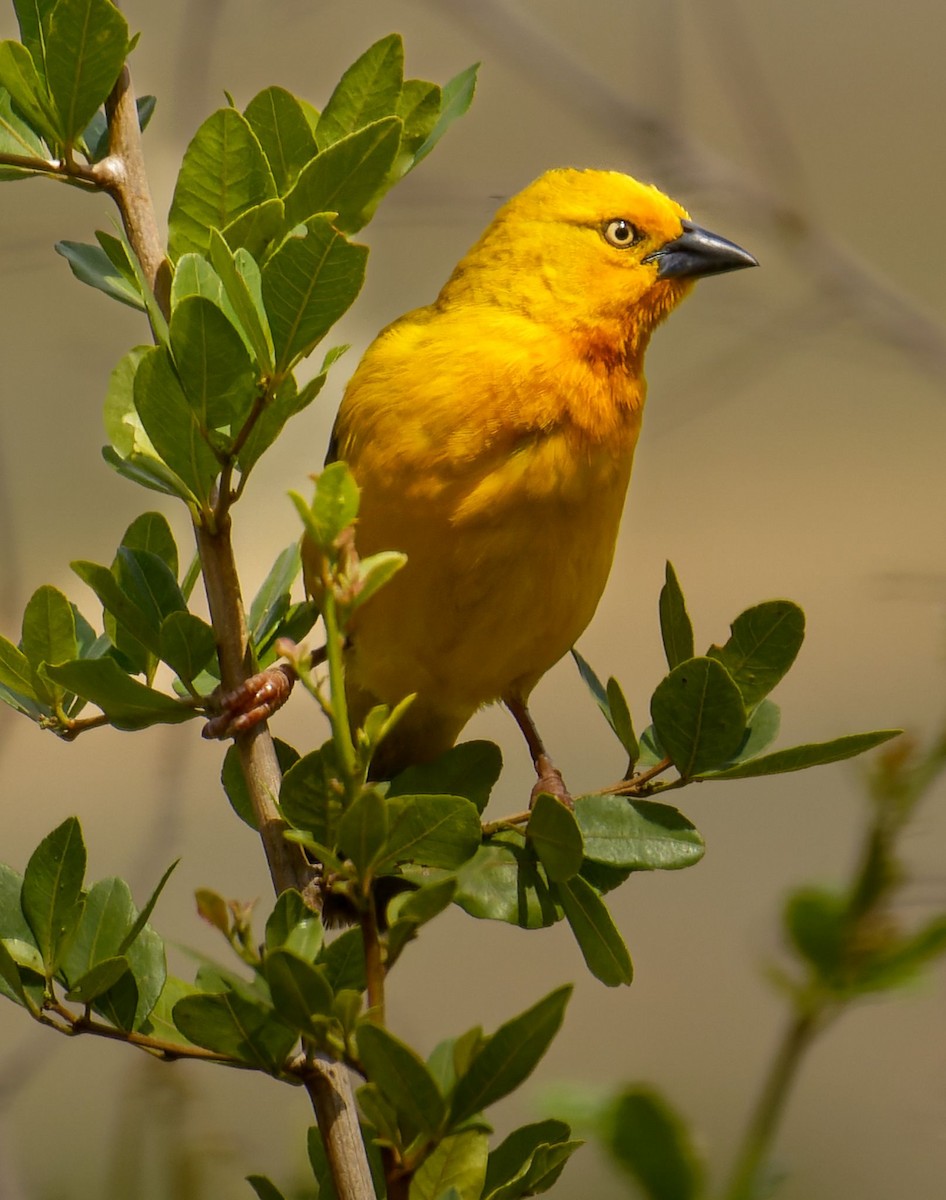 Шафрановый ткач - ML645439198