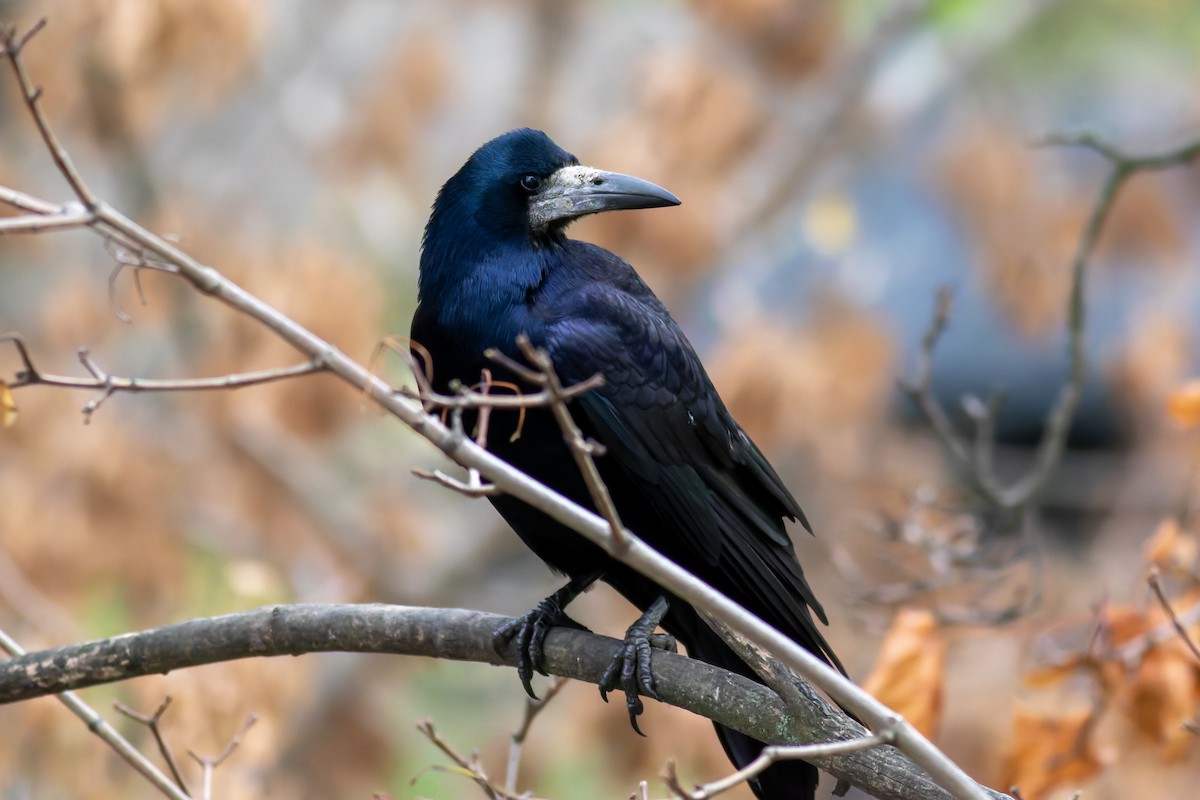 Ekin Kargası - ML645439201