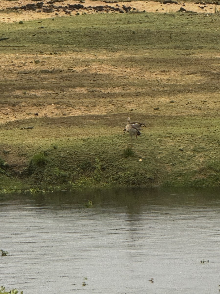 Egyptian Goose - ML645439208