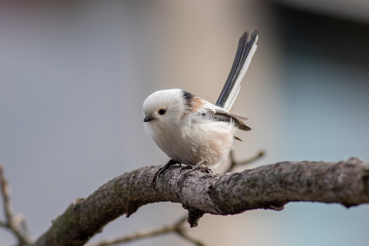 Long-tailed Tit - ML645439211