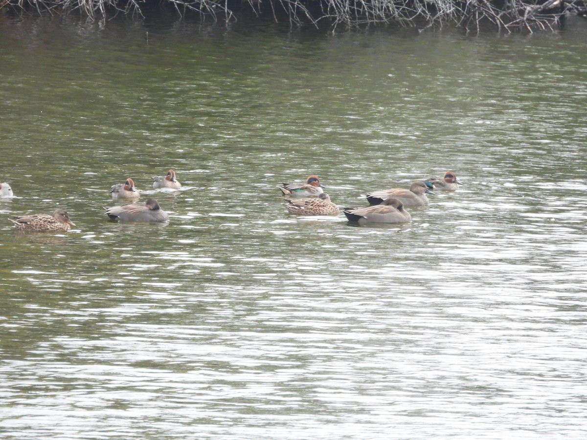 Серая утка - ML645439212