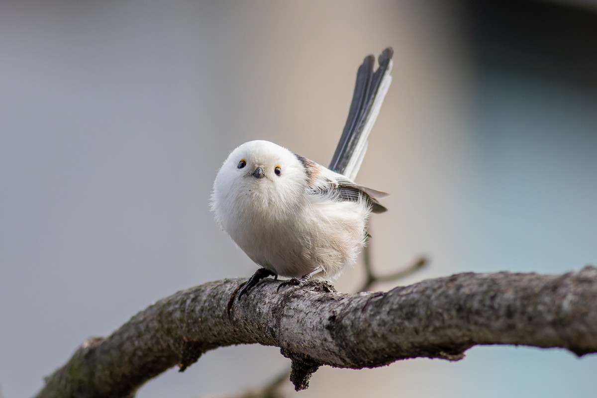 Long-tailed Tit - ML645439213