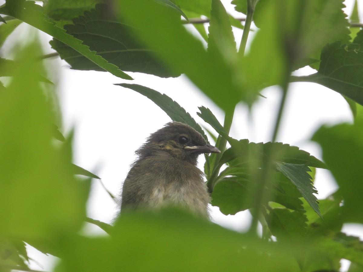 Orange-spotted Bulbul - ML645439214