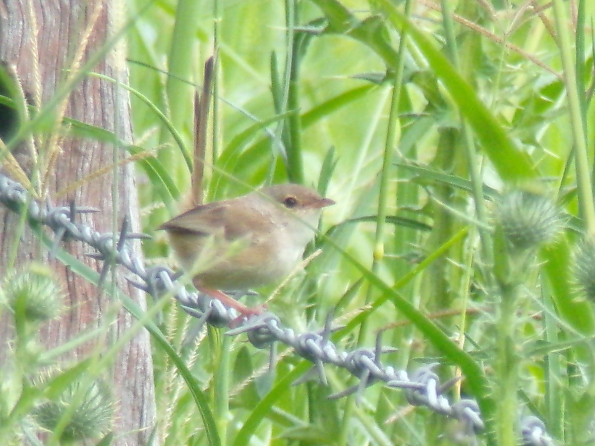 Red-backed Fairywren - ML645439216