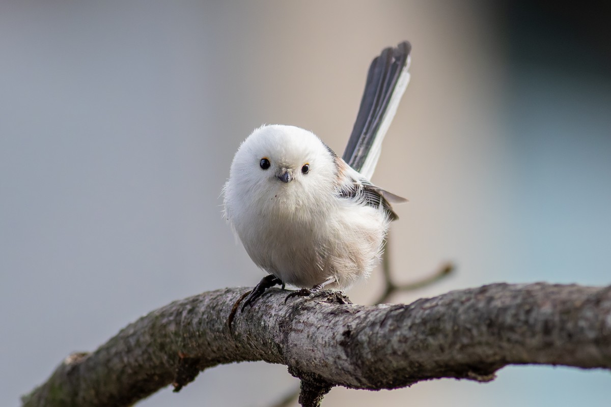 Long-tailed Tit - ML645439218