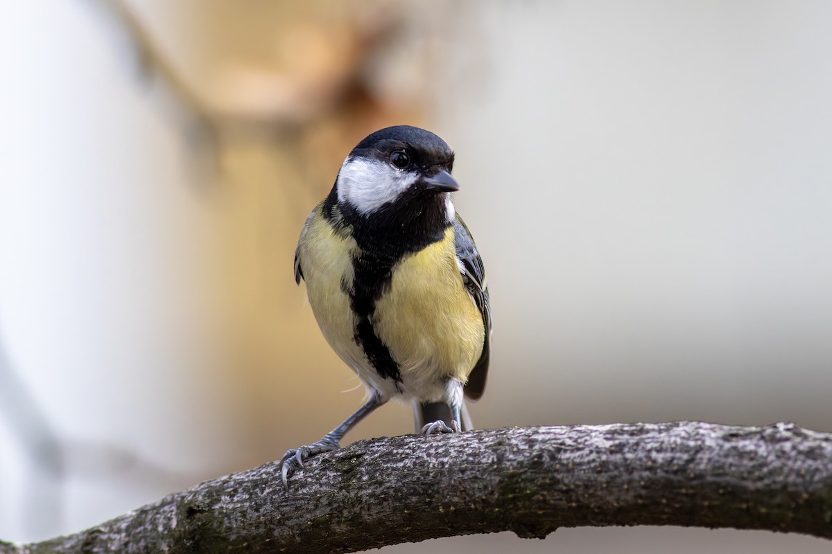 Great Tit - ML645439223