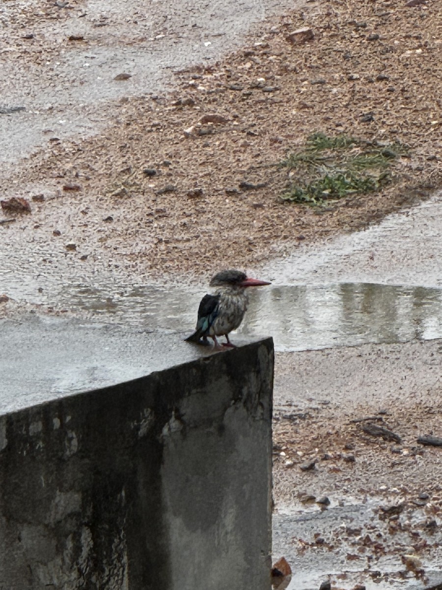 Brown-hooded Kingfisher - ML645439224